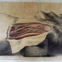 disegno autoptico antico