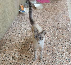gattina con zampetta da operare
