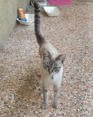 gattina con zampetta da operare