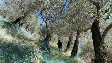 Terreno agricolo uliveto 10000 mq 1 ettaro- PSR