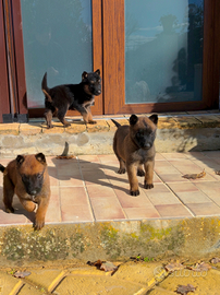 Pastore Belga Malinois