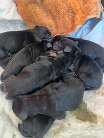 Cocker Spaniel Inglese
