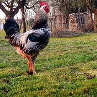 Gallo