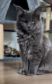 Cucciola di Maine Coon, genitori testati