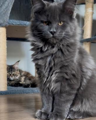 Cucciola di Maine Coon, genitori testati