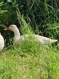 Anattracoli,pollcinoti