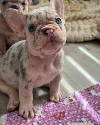 Bulldog Francese esotico, ultimo maschietto
