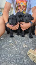 Cuccioli Labrador