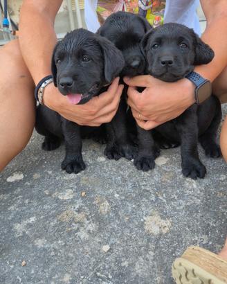 Cuccioli Labrador