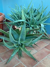 Aloe arborescens con puntini bianchi
