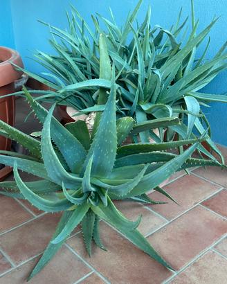 Aloe arborescens con puntini bianchi