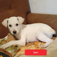 Cucciolo dolcissimo Liam