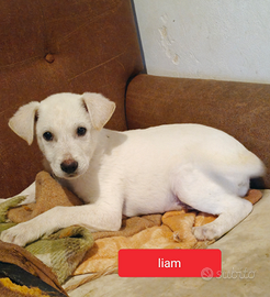 Cucciolo dolcissimo Liam
