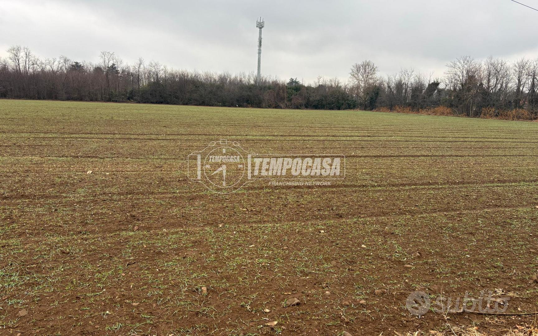 TERRENO AGRICOLO BORSANO - Vista 5