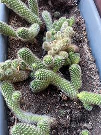 Pianta grassa
