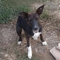 Nihan splendida cagnolina