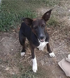 Nihan splendida cagnolina
