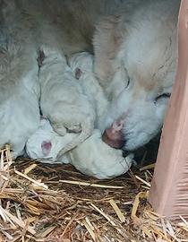Cuccioli pastore abruzzese