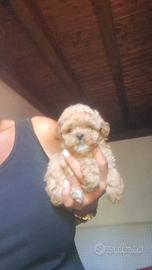 Cuccioli Maltipoo