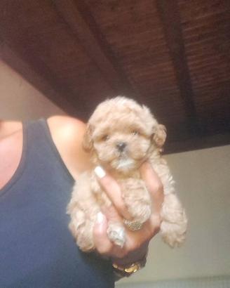 Cuccioli Maltipoo