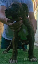 Pitbull
