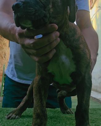 Pitbull