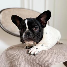 Cuccioli Bulldog Francesi per Natale