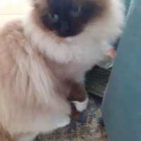 Pura razza ragdoll per monta