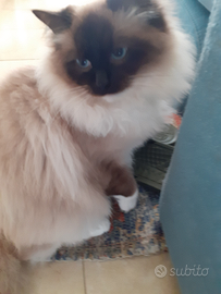 Pura razza ragdoll per monta