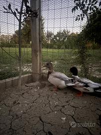 Anatre mignon call duck