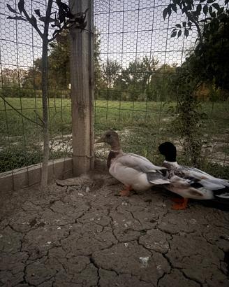 Anatre mignon call duck