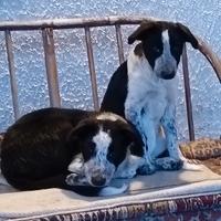 Cuccioli Border Collie