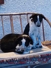 Cuccioli Border Collie