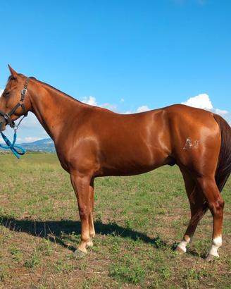 Quarter horse