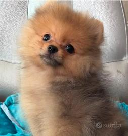 Spitz Pomerania Toy