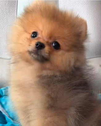 Spitz Pomerania Toy