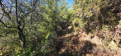 Terreno immerso nel verde