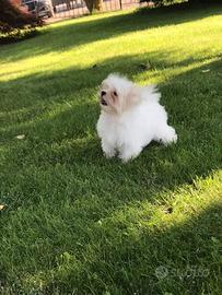 Cuccioli di Maltese