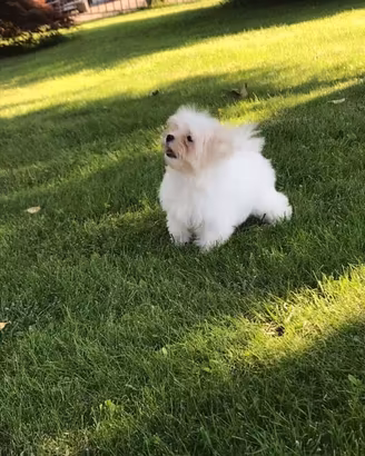 Cuccioli di Maltese