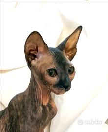 Gattina don sphynx rossa e nera gomma