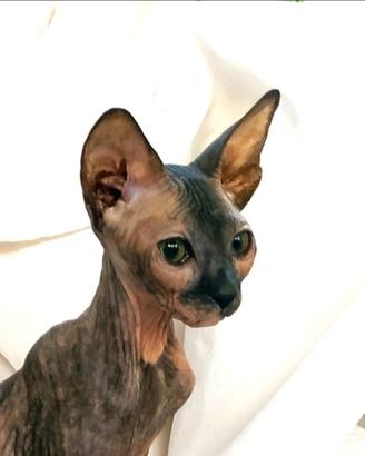 Gattina don sphynx rossa e nera gomma