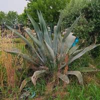 pianta aloe vera