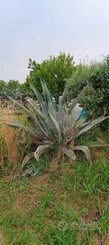 pianta aloe vera