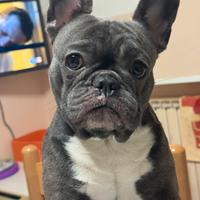 Bulldog francese
