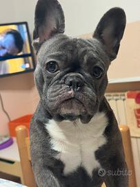 Bulldog francese