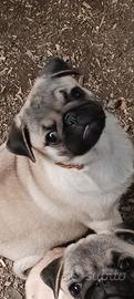cucciole di carlino 2 femmine