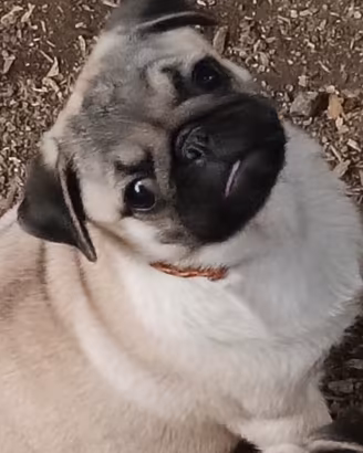 cucciole di carlino 2 femmine