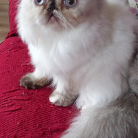 Cucciola Persiana Colorpoint