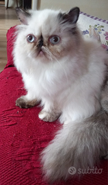 Cucciola Persiana Colorpoint