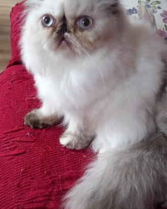 Cucciola Persiana Colorpoint